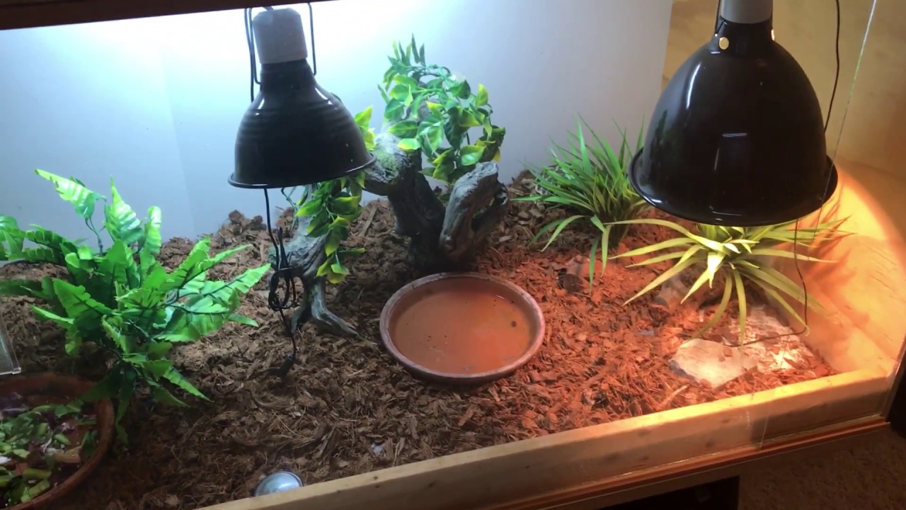 tortoise enclosure decor