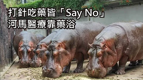 打針吃藥皆「Say No」，河馬醫療靠藥浴 - 天天要聞