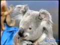 Cute Koala Climbs a Tree on Johnny Carson's Tonight Show with Joan Embery