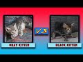 Duel of young Kurilian Bobtail kittens の動画、YouTube動画。