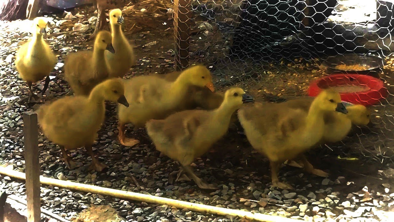 BOBOCI 2021/ GASCA SI RATA LESEASCA - YouTube