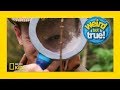 Cameraman's Challenges in Tree Filming
