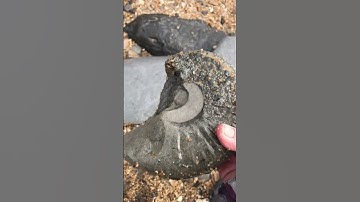 WOW 😮Large Ammonite, Charmouth Beach I💗U #fossilhunting #ammonite #ammonitefossil #charmouthbeach