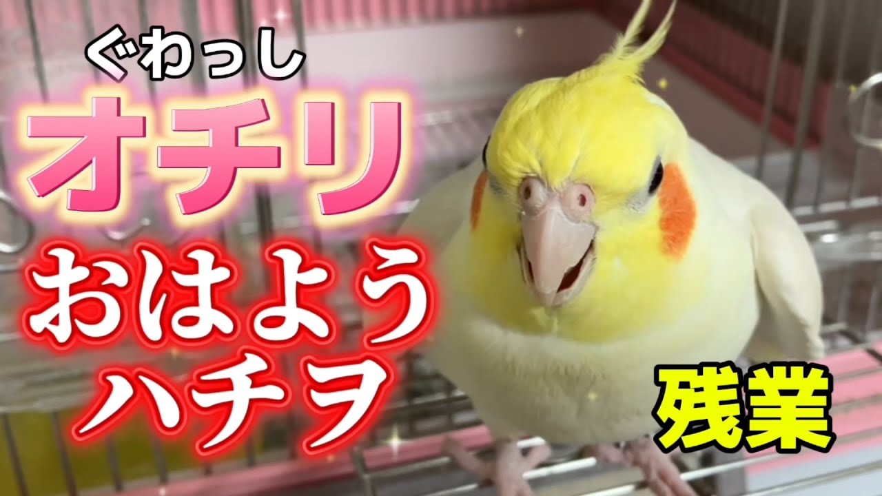 焚き火より癒やされる。にぎられて、消灯しても喋り倒す『ハチヲの残業』が全人類を骨抜きにするレベルｗ #オカメインコ #ハチヲ #お喋りペット #cockatiel