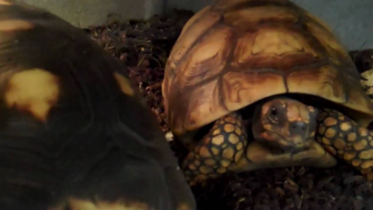 tarantula spider LARGE REDFOOT AND YELLOWFOOT TORTOISES
