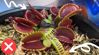 5 Venus Flytrap Silent Killers (to avoid at all costs!) - plus care and growing tips 🌱💡
