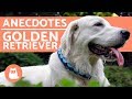10 anecdotes sur le golden retriever の動画、YouTube動画。