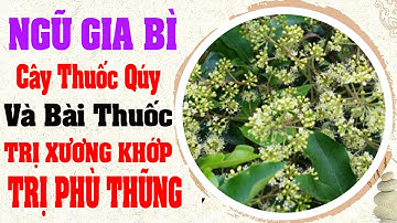 Ngũ Gia Bì Cây Thuốc Qúy Họ Nhân Sâm - Trị Xương Khớp ngâm rượu cực tốt