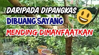 Cara Paling Cepat dan Mudah Cangkok Mangga, Total 1 Pohon Dicangkok Semua.