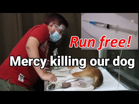 Video: Paano Mag-euthanize Ng Aso O Pusa: HUWAG Mong Subukan Ito Sa Tahanan