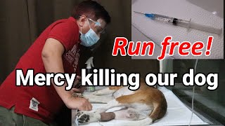 Mercy Killing Our Dog | Distemper | Euthanasia | Run Free Lucky | LIFE (vlog #75)