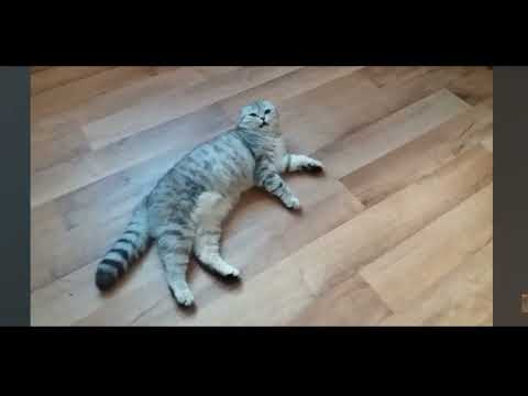 Шотландская кошка очень