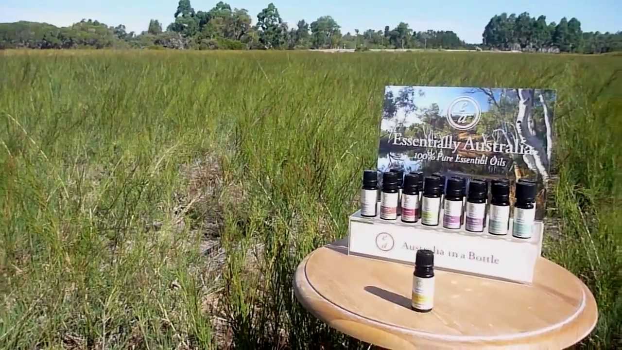 Honey Myrtle essential oil for aromatherapy, a wonderful, uplifting lemon and honey aroma