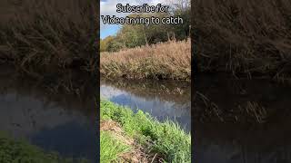 2 Mive Uk River Carp Found In Uk River. Subscribe