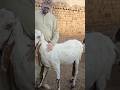 Best Feed for Goats #topbloodline #biggestbeetalgoats #beetalgoat #beautifullgoats