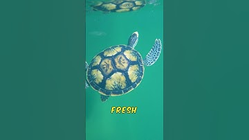 Turtles Survive Winter By Hibernating In Mud!  #facts #factshorts #turtle