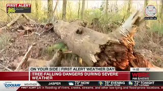 What to do if a tree falls on your property during storms