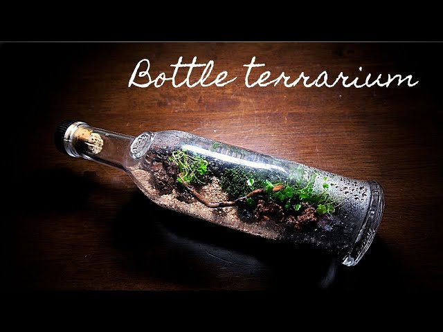 Making a bottle terrarium || How to build a terrarium in a