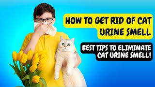How To Get Rid Of Cat Urine Smell Top Tips And Tricks