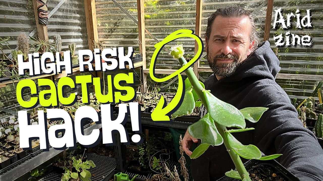 Pereskiopsis micro-grafting: tiny cactus seedlings, a razor blade and hectic results!