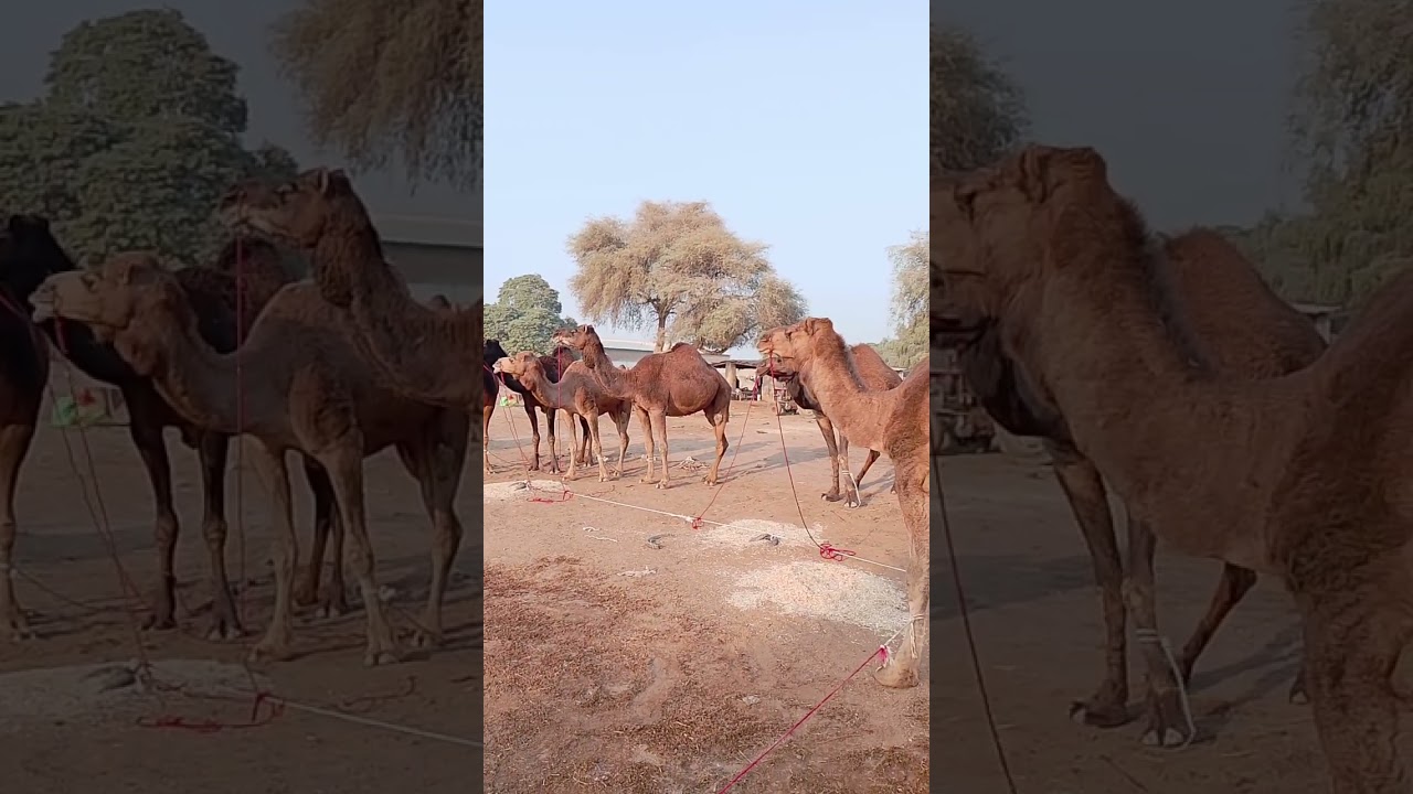 camels are grazing 