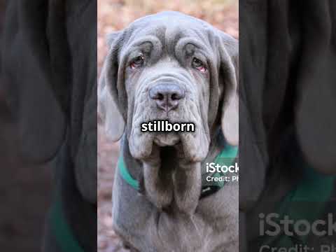 Biggest litter of puppies ever! #puppy #pets #shorts