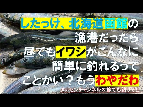 【北海道の釣り】夏休み終了直前！昼から、函館の漁港でサバ・イワシをたくさん釣ってみませんか？