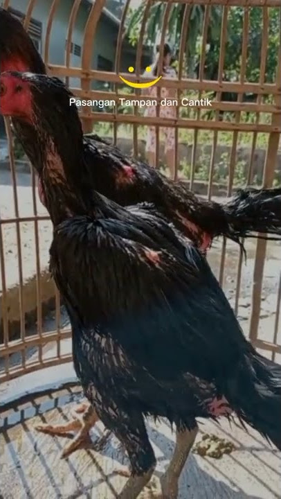 AYAM GANOI MEWAH...!! #short