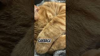 Trash 🗑️ #garbage #trash #cats #cheerup #ytshorts