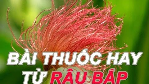 Công dụng của RÂU NGÔ BẮP chữa bệnh hiệu quả | Bài thuốc hay - MẸO CẦN BIẾT MCB