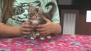 PAWS-itively Pets: Flixx