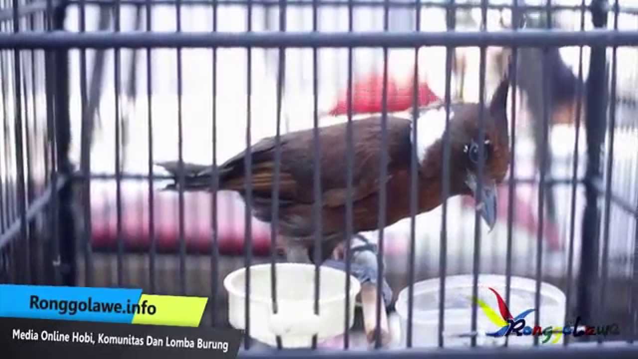 Suara Burung Cililin Habis Gacor Langsung Mati Youtube