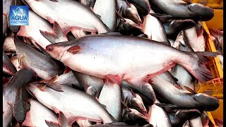 Pangasius Fish Harvesting Fish Catching Pangas Fish Farming Aqua Factory