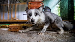 В Новосибирске выращивают ласковых лис, чтобы изучать поведение людей | NGS.RU