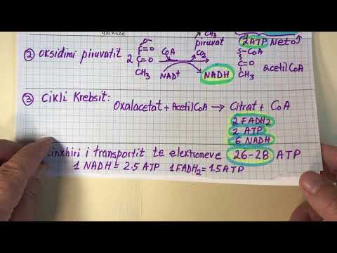 Video: Glikolizės Ir TCA Ciklo Skirtumas