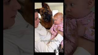 Dogs being mini humans 🐶😂 #funny #dogs #funnyanimals #germanshepherd