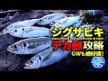 【夕暮】デカ鯵が大接岸!簡単攻略ジグサビキ「GWも防波堤・磯では尺アジ絶好調!?」