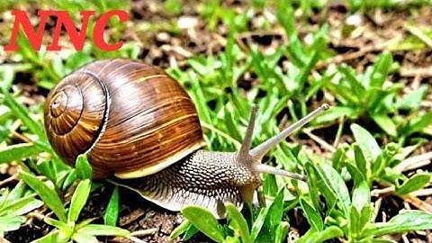 The Most Amazing World Documentary You