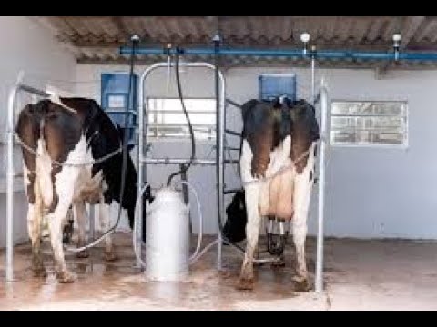 Коровы Дойные Купить Авито Краснодарский