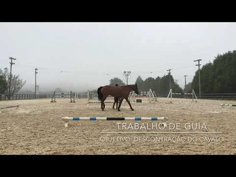 Trabalho de Guia | True Ability Equus | Hipismo Clássico & Rural e Portal Leiagora.com.br
