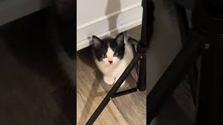 @tinykittengang: The AUDACITY. He’s mad at me because I’m sweeping 😅🧹 #kitty #cat #catlover