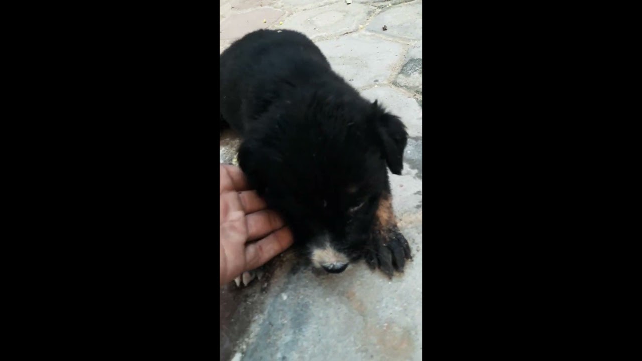 Cute Indian Puppy animals wildlife puppies animalplanet india Cute Indian Puppy animals wildlife puppies animalplanet india