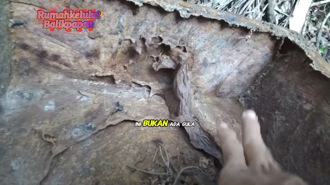 Kotak toping koloni tetragonula lavicep patah tiyangnya#rumahkelulut#balikpapan 