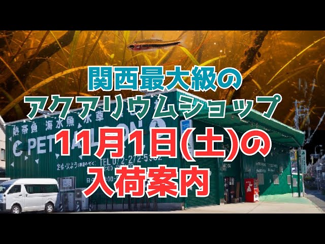 One of the largest aquarium shops in the Kansai region has