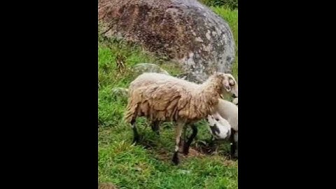 Nice video of rabbits and sheep fighting