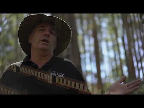 ვიდეო: Showy Mountain Ash ინფორმაცია: შეიტყვეთ Showy Mountain Ash ხეების შესახებ