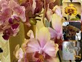 Обзор моих великолепных цветущих орхидей#26.12.2021