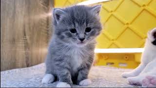 2024-04-16 Micro by Kitten Academy 4,188 views 2 weeks ago 17 minutes