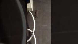 Lizard Or Gecko Repellent Sounds, They Will Trully Comes Out