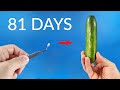 Seed To CUCUMBER Time Lapse